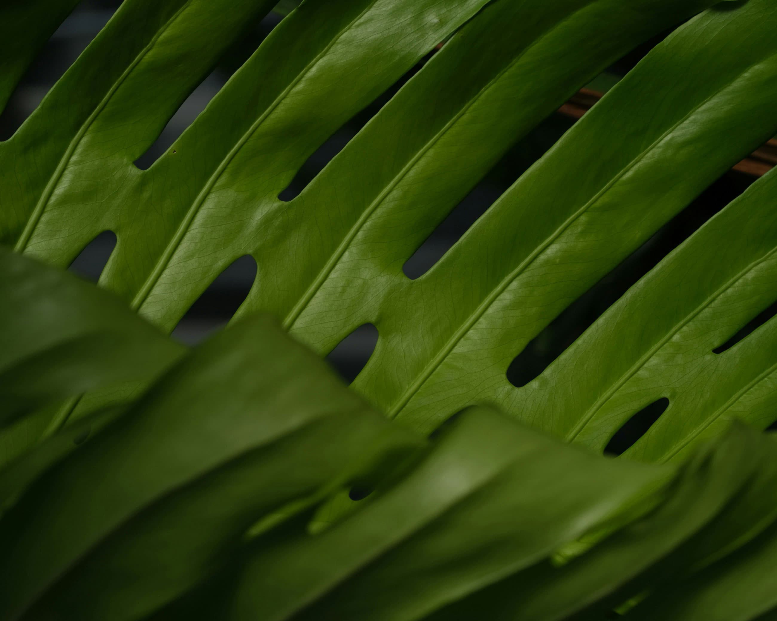 Primer plano de una hoja verde brillante con agujeros, en el que se aprecia su textura suave y sus detalles naturales.